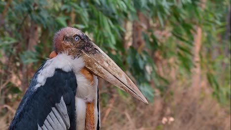 Ein-Großer-Vogel-Aus-Der-Familie-Der-Storche,-Der-In-Südasien-Weit-Verbreitet-Ist-Und-Jetzt-Aufgrund-Des-Verlusts-Seines-Lebensraums-Gefährdet-Ist