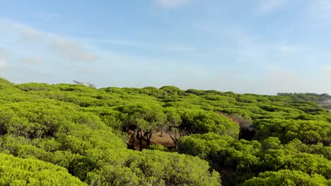 Top-view-of-pines-in-the-coast