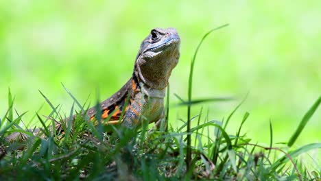 The-Butterfly-Lizard-is-a-sort-of-Iguana,-the-skin-is-patched-with-orange,-olive-green,-spots-of-white-and-blue