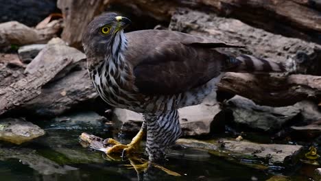 The-Crested-Goshawk-is-one-of-the-most-common-birds-of-prey-in-Asia-and-belonging-to-the-same-family-of-eagles,-harriers