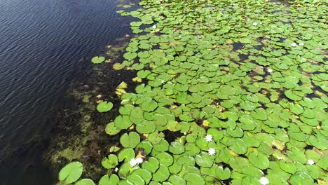 Aerial-drone-flight-over-Lily-Pads-with-white-flowers