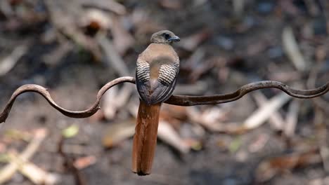 Der-Orangebrust-trogon-Ist-Ein-Zutraulicher-Mittelgroßer-Vogel,-Der-In-Thailand-Vorkommt