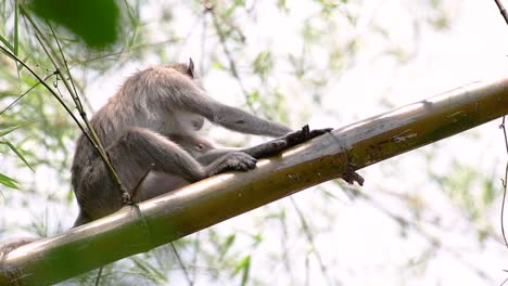 Los-Macacos-De-Cola-Larga-Son-Los-Monos-Más-Fáciles-De-Encontrar-En-Tailandia,-Ya-Que-Están-Presentes-En-Complejos-De-Templos,-Parques-Nacionales-E-Incluso-Pueblos-Y-Ciudades
