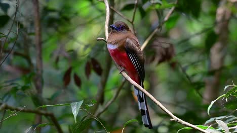 The-Red-headed-Trogon-is-a-confiding-medium-size-bird-found-in-Thailand