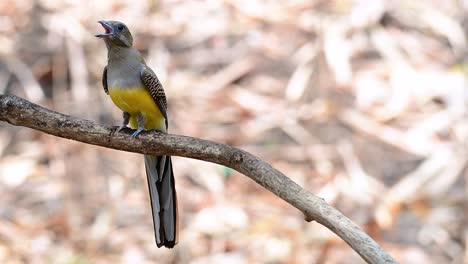 Der-Orangebrust-trogon-Ist-Ein-Zutraulicher-Mittelgroßer-Vogel,-Der-In-Thailand-Vorkommt