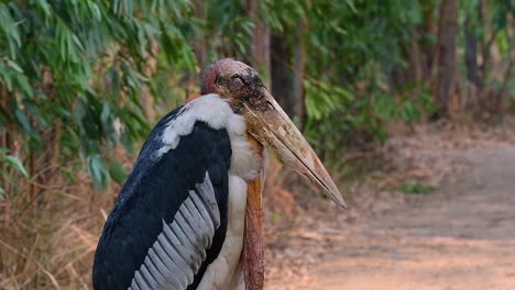 A-big-bird-in-the-Stork-family-common-in-Southern-Asia-and-now-Endangered-due-to-habitat-loss