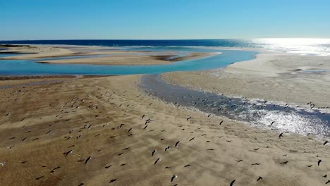 Flock-of-seagulls-fly-away-in-Cacela-Velha-beach
