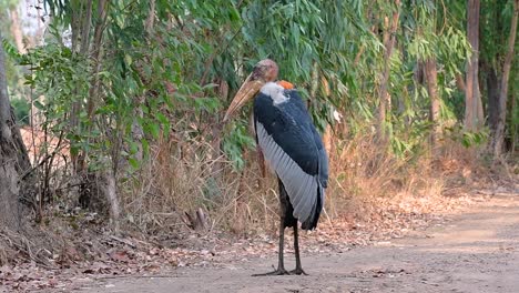 A-big-bird-in-the-Stork-family-common-in-Southern-Asia-and-now-Endangered-due-to-habitat-loss