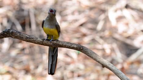 The-Orange-breasted-Trogon-is-a-confiding-medium-size-bird-found-in-Thailand
