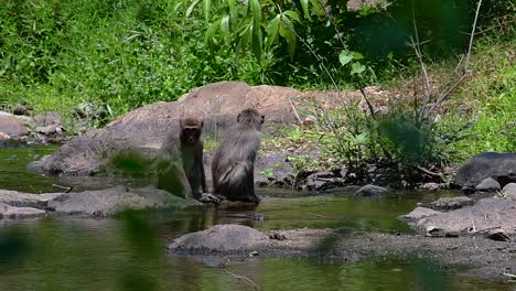 Die-Langschwanzmakaken-Sind-Die-Am-Einfachsten-Zu-Findenden-Affen-In-Thailand,-Da-Sie-In-Tempelanlagen,-Nationalparks-Und-Sogar-In-Dörfern-Und-Städten-Vorkommen