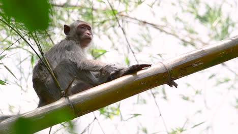 Los-Macacos-De-Cola-Larga-Son-Los-Monos-Más-Fáciles-De-Encontrar-En-Tailandia,-Ya-Que-Están-Presentes-En-Complejos-De-Templos,-Parques-Nacionales-E-Incluso-Pueblos-Y-Ciudades