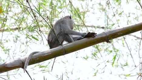 The-Long-tailed-Macaques-are-the-easiest-monkeys-to-find-in-Thailand-as-they-are-present-at-temple-complexes,-national-parks,-and-even-villages-and-cities