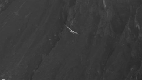 Cóndor-Volando-En-El-Cañón-Del-Colca,-Perú-4k
