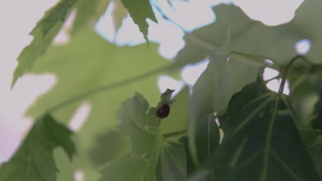 Close-up-shot-of-Ladybug-walking-across-leaves-in-urban-environment