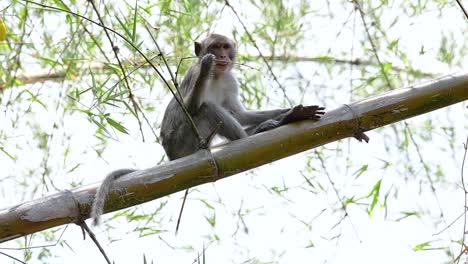 The-Long-tailed-Macaques-are-the-easiest-monkeys-to-find-in-Thailand-as-they-are-present-at-temple-complexes,-national-parks,-and-even-villages-and-cities