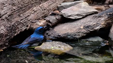 The-Indochinese-Blue-flycatcher-is-a-found-in-lowland-forests-of-Thailand,-known-for-its-blue-feathers-and-orange-to-white-breast