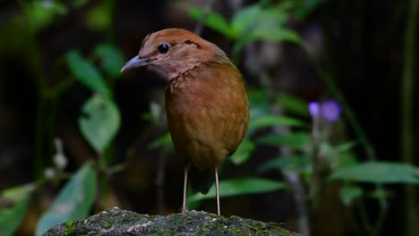 The-Rusty-naped-Pitta-is-a-confiding-bird-found-in-high-elevation-mountain-forests-habitats,-there-are-so-many-locations-in-Thailand-to-find-this-bird