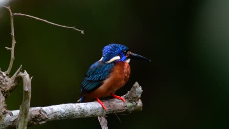 Der-Blauohrige-Eisvogel-Ist-Ein-Kleiner-Eisvogel,-Der-In-Thailand-Vorkommt-Und-Von-Vogelfotografen-Wegen-Seiner-Schönen-Blauen-Ohren-Gesucht-Wird,-Da-Er-Auch-Ein-Niedlicher-Vogel-Ist,-Den-Man-Beobachten-Kann