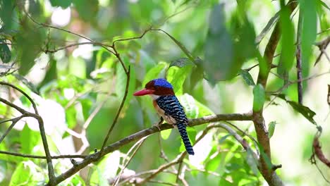 Un-Martín-Pescador-De-árboles-Y-Una-De-Las-Aves-Más-Hermosas-Que-Se-Encuentran-En-Tailandia-Dentro-De-Las-Selvas-Tropicales