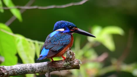 El-Martín-Pescador-De-Orejas-Azules-Es-Un-Pequeño-Martín-Pescador-Que-Se-Encuentra-En-Tailandia-Y-Es-Buscado-Por-Los-Fotógrafos-De-Aves-Debido-A-Sus-Hermosas-Orejas-Azules,-Ya-Que-También-Es-Un-Pájaro-Lindo-Para-Observar