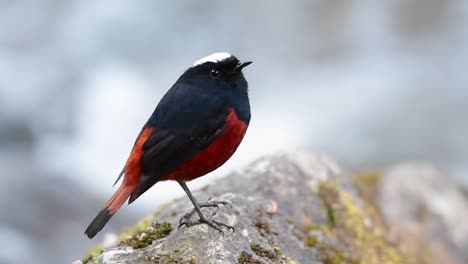 The-White-capped-Redstart-is-known-for-its-white-lovely-crown,-dark-blue-blackish-wings-and-brown-under-feathers-and-its-tail-starts-with-red