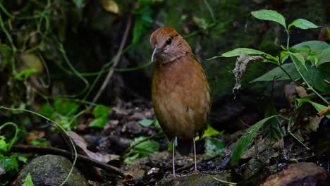 Die-Rostige-Pitta-Ist-Ein-Zutraulicher-Vogel,-Der-In-Hochgelegenen-Bergwäldern-Vorkommt,-Es-Gibt-So-Viele-Orte-In-Thailand,-Um-Diesen-Vogel-Zu-Finden