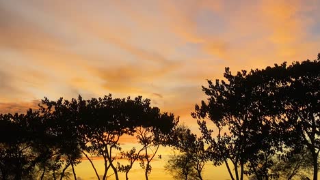 Goldener-Orangefarbener-Sonnenuntergang-Mit-Weichen-Wolken-Und-Silhouettierten-Bäumen,-Zeitlupenzoom