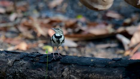 The-Forest-Wagtail-is-a-passerine-bird-foraging-on-branches,-forest-grounds,-tail-wagging-constantly-sideways