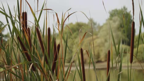 Bucolic-scene-near-lake-with-cattails-swaying-in-wind