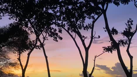 Luftige-Baumsilhouette-Mit-Mehrfarbigem-Sonnenuntergang-Gelb-Orange-Pink-Lila-Blau