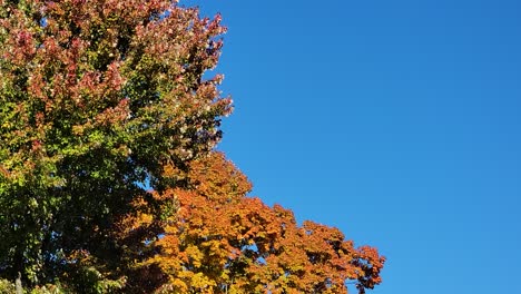 Detail-Der-Laubtrocknung-Im-Herbst