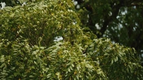 Close-up-of-green-tree-leaves-swaying-under-strong-wind