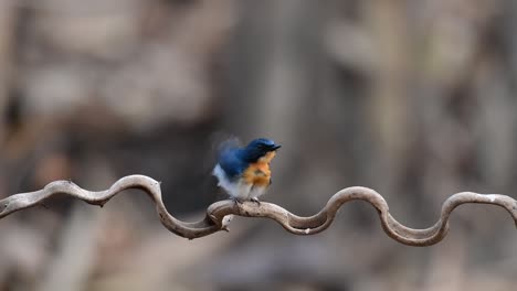El-Papamoscas-Azul-De-Indochina-Se-Encuentra-En-Los-Bosques-De-Las-Tierras-Bajas-De-Tailandia,-Conocido-Por-Sus-Plumas-Azules-Y-Su-Pecho-De-Naranja-A-Blanco