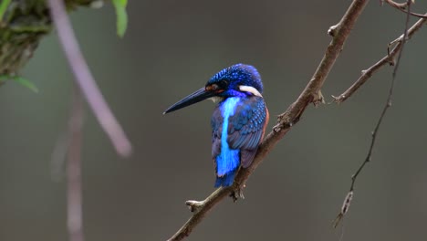 The-Blue-eared-Kingfisher-is-a-small-Kingfisher-found-in-Thailand-and-it-is-wanted-by-bird-photographers-because-of-its-lovely-blue-ears-as-it-is-a-small,-cute-and-fluffy-blue-feather-ball-of-a-bird