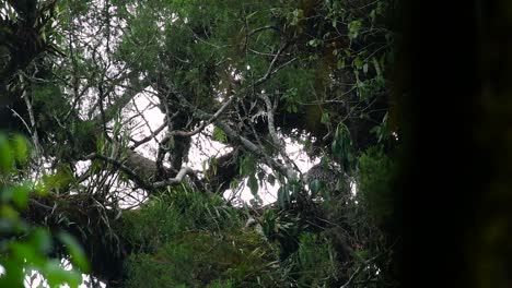 Der-Philippinische-Adler,-Auch-Bekannt-Als-Affenfressender-Adler,-Ist-Vom-Aussterben-Bedroht-Und-Kann-Sechzig-Jahre-Lang-Leben,-Indem-Er-Sich-Von-Affen,-Fliegenden-Lemuren-Und-Kleinen-Säugetieren-Als-Opportunistischer-Raubvogel-Ernährt