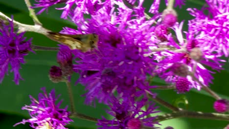 Kleiner-Schmetterling-Auf-Der-Suche-Nach-Pollen-Auf-Lila-Blüten