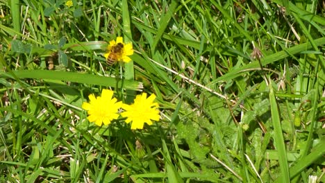 Biene-Auf-Kleiner-Gelber-Blume