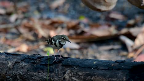 The-Forest-Wagtail-is-a-passerine-bird-foraging-on-branches,-forest-grounds,-tail-wagging-constantly-sideways