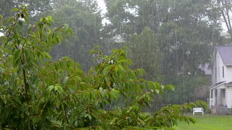 Detail-of-small-tree-bush-during-rain