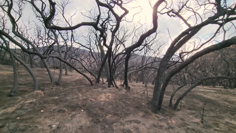 POV-view-walking-in-middle-of-dead-trees,-wildfire-aftermath-in-cloudy-USA