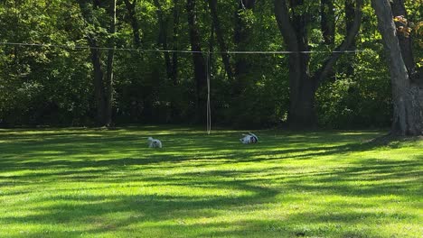 Dogs-playing-in-large-garden-with-lawn