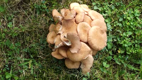 Mushroom-detail-over-lawn.-Panning-capture