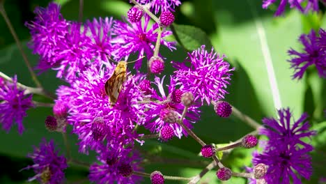 Schmetterlingsdetail-über-Purpurroter-Blume
