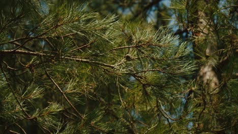 Close-up-static-shot-of-pine-tree-branch-swaying-in-wind