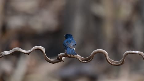 The-Indochinese-Blue-flycatcher-is-a-found-in-lowland-forests-of-Thailand,-known-for-its-blue-feathers-and-orange-to-white-breast