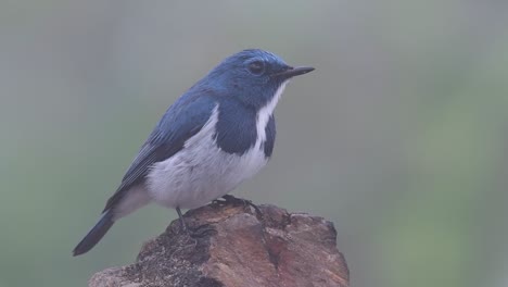 The-Ultramarine-Flycatcher,-also-known-as-the-White-browed-Blue-Flycatcher,-a-winter-migrant-to-Thailand,-is-very-friendy-to-people