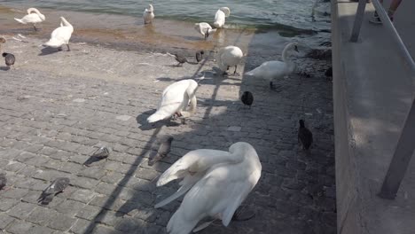 Bird-market-with-swans,-ducks,-geese,-teals-and-other-waterfowl-on-the-waterfront-of-Lake-Zurich,-Switzerland