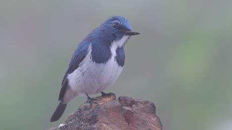 The-Ultramarine-Flycatcher,-also-known-as-the-White-browed-Blue-Flycatcher,-a-winter-migrant-to-Thailand,-is-very-friendy-to-people