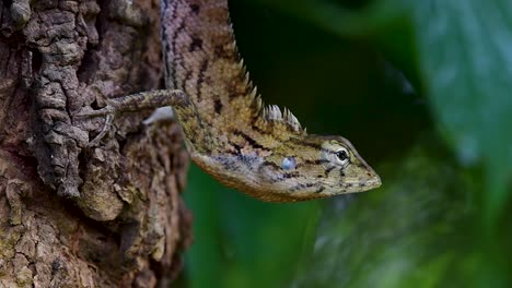 The-Oriental-Garden-Lizard-is-also-called-the-Eastern-Garden-Lizard,-Bloodsucker-and-Changeable-Lizard