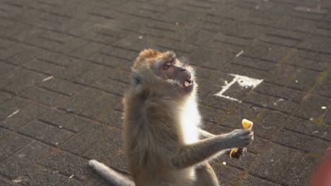 Monkey-eating-food-in-slow-motion